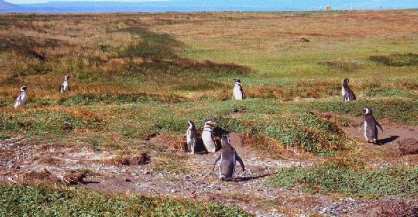  Penguins in Chile 