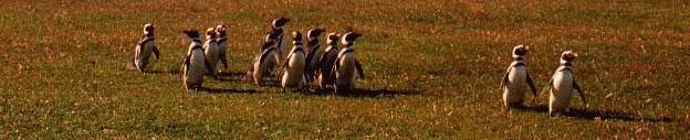  Penguins in Chile 