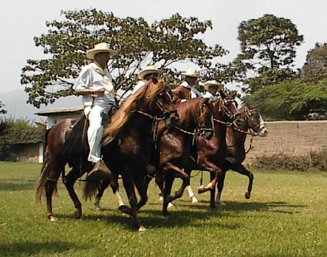  Prancing horses near Lima, Peru 